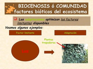 BIOCENOSIS ó COMUNIDAD
factores bióticos del ecosistema
 Las adaptaciones optimizan los factores
limitantes disponibles
Veamos algunos ejemplos:
Factor limitante Adaptación
Luz
Plantas
trepadoras
 