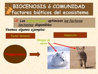 BIOCENOSIS ó COMUNIDAD
factores bióticos del ecosistema
 Las adaptaciones optimizan los factores
limitantes disponibles
Veamos algunos ejemplos:
Factor limitante Adaptación
Temperatura
Orejas de
zorro
 