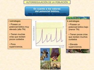 AUTORREGULACIÓN DE LA POBLACIÓN
En cuanto a los valores
del potencial biótico,
hay dos estrategias de reproducción
r estrategas
• Poseen un
potencial biótico muy
elevado (alta TN)
• Tienen muchas
crías que reciben
pocos cuidados
• Poca
supervivencia.
k estrategas
• Poseen un
potencial biótico bajo
(menor TN)
• Tienen pocas crías
que reciben muchos
cuidados
• Elevada
supervivencia.
 