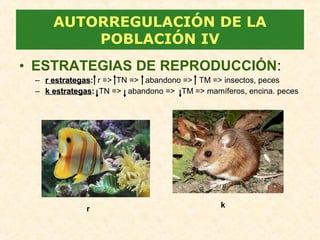 • ESTRATEGIAS DE REPRODUCCIÓN:
– r estrategasr estrategas: r => TN => abandono => TM => insectos, peces
– k estrategask estrategas:: TN => abandono => TM => mamíferos, encina. peces
AUTORREGULACIÓN DE LA
POBLACIÓN IV
r k
 