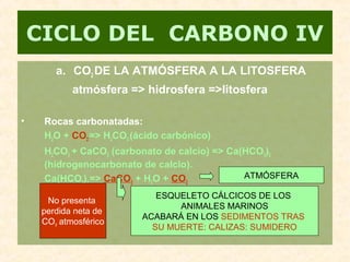 a. CO2 DE LA ATMÓSFERA A LA LITOSFERA
atmósfera => hidrosfera =>litosfera
• Rocas carbonatadas:
H2O + CO2 => H2CO3 (ácido carbónico)
H2CO3 + CaCO3 (carbonato de calcio) => Ca(HCO3)2
(hidrogenocarbonato de calcio).
Ca(HCO3)2 => CaCO3 + H2O + CO2
CICLO DEL CARBONO IV
ESQUELETO CÁLCICOS DE LOS
ANIMALES MARINOS
ACABARÁ EN LOS SEDIMENTOS TRAS
SU MUERTE: CALIZAS: SUMIDERO
ATMÓSFERA
No presenta
perdida neta de
CO2 atmosférico
 