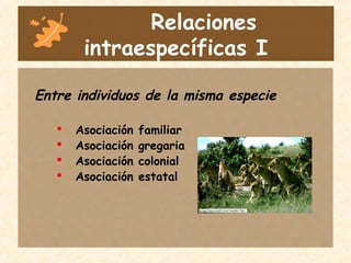 Relaciones
intraespecíficas I
Entre individuos de la misma especie
 Asociación familiar
 Asociación gregaria
 Asociación colonial
 Asociación estatal
 