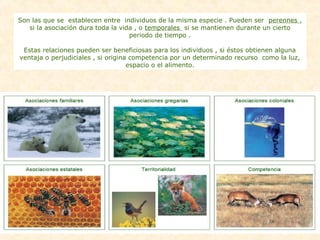 Son las que se establecen entre individuos de la misma especie . Pueden ser perennes ,
si la asociación dura toda la vida , o temporales si se mantienen durante un cierto
periodo de tiempo .
Estas relaciones pueden ser beneficiosas para los individuos , si éstos obtienen alguna
ventaja o perjudiciales , si origina competencia por un determinado recurso como la luz,
espacio o el alimento.
 