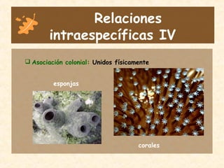 Relaciones
intraespecíficas IV
 Asociación colonial: Unidos físicamente
esponjas
corales
 