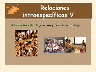 Relaciones
intraespecíficas V
 Asociación estatal: jerarquía y reparto del trabajo
 