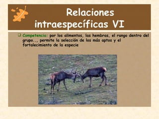 Relaciones
intraespecíficas VI
 Competencia: por los alimentos, las hembras, el rango dentro del
grupo.., permite la selección de los más aptos y el
fortalecimiento de la especie
 