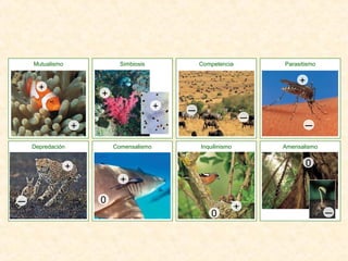 Mutualismo Simbiosis Competencia Parasitismo
Depredación Comensalismo Inquilinismo Amensalismo
+
─
+
+
+
+ ─
─
─
+
+
0
0
+
─
0
 