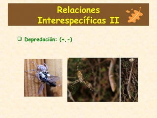 Relaciones
Interespecíficas II
 Depredación: (+,-)
 