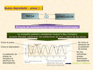 Modelo depredador – presa (+ -)
PRESA DEPREDADOR
+
-
-
El bucle de realimentación negativo es estabilizador
La compañía peletera canadiense Hudson’s Bay Company
durante décadas registraron las poblaciones de lince y liebre de las nieves
Crece la presa
Crece el depredador
Se inicia el
descenso de
la población
de presas
No hay
suficientes
presas,
disminuyen
depredadores
La población de
presas se
recupera al
disminuir los
depredadores
Las fluctuaciones se
observan con una
diferencia temporal
Lockta y Volterra
 
