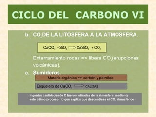 b. CO2 DE LA LITOSFERA A LA ATMÓSFERA.
Enterramiento rocas => libera CO2(erupciones
volcánicas).
c. Sumideros.
CICLO DEL CARBONO VI
CaCO3 + SiO2 CaSiO3 + CO2
Materia orgánica => carbón y petróleo
Esqueleto de CaCO3 CALIZAS
Ingentes cantidades de C fueron retiradas de la atmósfera mediante
este último proceso, lo que explica que descendiese el CO2 atmosférico
 