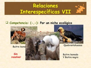 Relaciones
Interespecíficas VII
 Competencia: (-,-): Por un nicho ecológico
Buitre leonado
Quebrantahuesos
Resuelta
Buitre leonado
Y Buitre negro
Sin
resolver
 