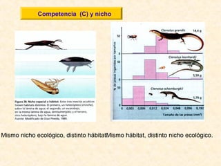 Competencia (C) y nicho
Mismo nicho ecológico, distinto hábitat.Mismo hábitat, distinto nicho ecológico.
 