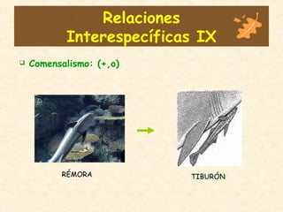 Relaciones
Interespecíficas IX
 Comensalismo: (+,o)
RÉMORA TIBURÓN
 