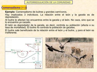 AUTORREGULACIÓN DE LA COMUNIDAD
Comensalismo (+ o)
Ejemplo: Comensalismo de buitres y grandes carnívoros.
Hay implicados 3 individuos. La relación entre el león y la gacela es de
depredación.
Al buitre le afectan los encuentros entre la gacela y el león. No caza, sino que se
lo encuentra ya cazado.
El león es depredador de la gacela, es decir, controla su población (afecta a su
tasa de mortalidad). El buitre no controla la población de gacelas.
El buitre sale beneficiado de la relación entre el león y el buitre, y para el león es
indiferente.
 