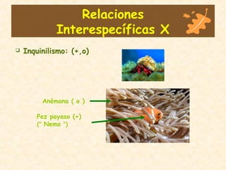 Relaciones
Interespecíficas X
 Inquinilismo: (+,o)
Anémona ( o )
Pez payaso (+)
(“ Nemo ”)
 