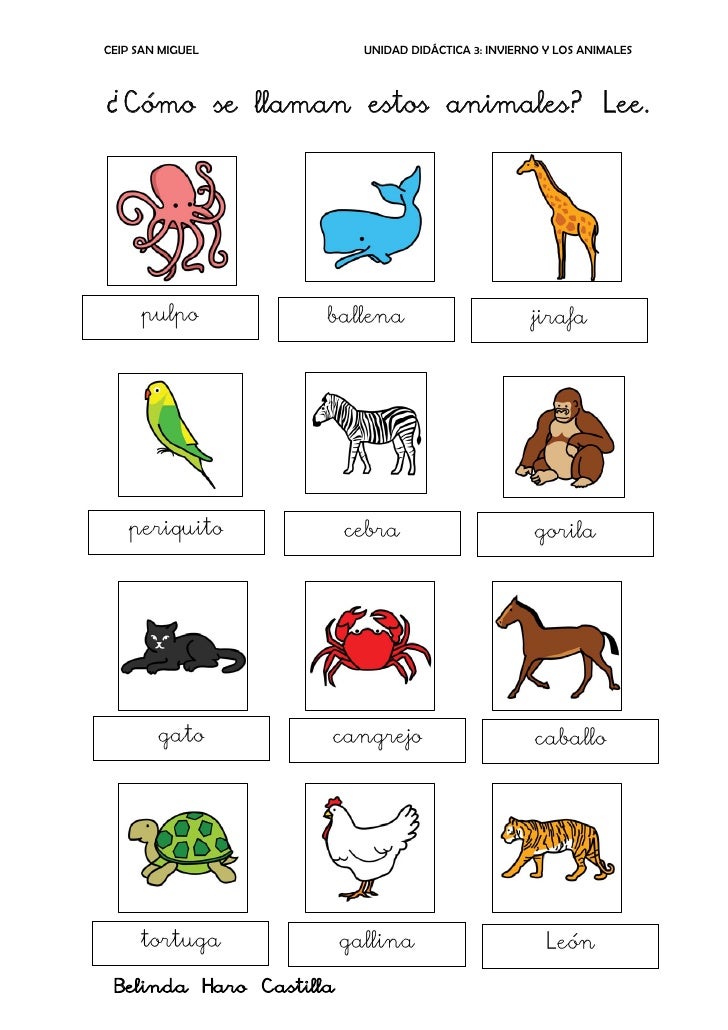 Como Se Escribe Cebra En Ingles