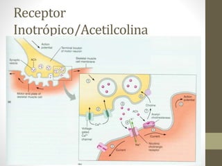 Unidad 3 Fisiología Celular-Comunicación Intracelular | PPTX