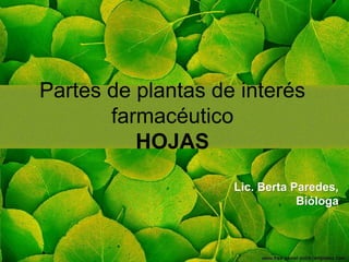 Partes de plantas de interés
farmacéutico
HOJAS
Lic. Berta Paredes,
Bióloga
 