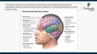 El conocer el cerebro es muy importante para entender cómo se desarrolla el proceso de
aprendizaje, ahí está el sistema nervioso central y periférico, es 5 importante tanto para vivir para
pensar y sentir.
 