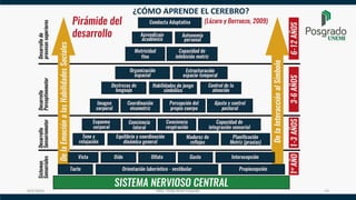 9/5/2023 MSc. Hilda Bran Cepeda 14
¿CÓMO APRENDE EL CEREBRO?
 