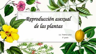 Reproducción asexual
de las plantas
Lic. Thelma Leiva
6° grado
 