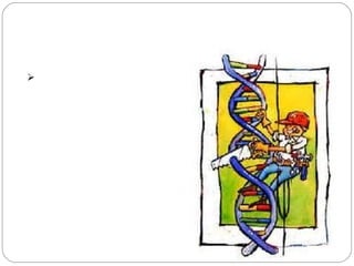 CARACTERISTICAS DEL CORTE
 Las enzimas que
reconocen secuencias no
palindrómicas, realizan el
corte cerca de la secuencia
pero no dentro de ella.
 