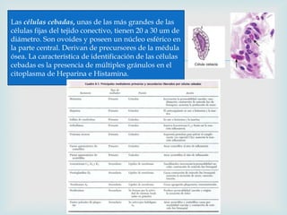 Las células cebadas, unas de las más grandes de las
células fijas del tejido conectivo, tienen 20 a 30 um de
diámetro. Son ovoides y poseen un núcleo esférico en
la parte central. Derivan de precursores de la médula

                                        
ósea. La característica de identificación de las células
cebadas es la presencia de múltiples gránulos en el
citoplasma de Heparina e Histamina.
 