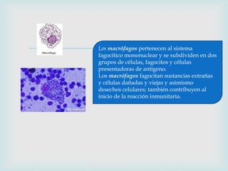 
Los macrófagos pertenecen al sistema
fagocítico mononuclear y se subdividen en dos
grupos de células, fagocitos y células
presentadoras de antígeno.
Los macrófagos fagocitan sustancias extrañas
y células dañadas y viejas y asimismo
desechos celulares; también contribuyen al
inicio de la reacción inmunitaria.
 