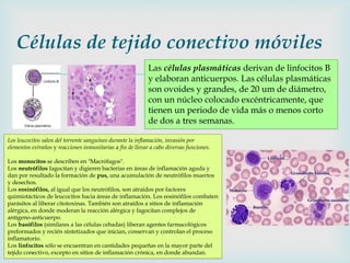 Células de tejido conectivo móviles
                                                                  
                                                            Las células plasmáticas derivan de linfocitos B
                                                            y elaboran anticuerpos. Las células plasmáticas
                                                            son ovoides y grandes, de 20 um de diámetro,
                                                            con un núcleo colocado excéntricamente, que
                                                            tienen un periodo de vida más o menos corto
                                                            de dos a tres semanas.

Los leucocitos salen del torrente sanguíneo durante la inflamación, invasión por
elementos extraños y reacciones inmunitarias a fin de llevar a cabo diversas funciones.

Los monocitos se describen en "Macrófagos".
Los neutrófilos fagocitan y digieren bacterias en áreas de inflamación aguda y
dan por resultado la formación de pus, una acumulación de neutrófilos muertos
y desechos.
Los eosinófilos, al igual que los neutrófilos, son atraídos por factores
quimiotácticos de leucocitos hacia áreas de inflamación. Los eosinófilos combaten
parásitos al liberar citotoxinas. También son atraídos a sitios de inflamación
alérgica, en donde moderan la reacción alérgica y fagocitan complejos de
antígeno-anticuerpo.
Los basófilos (similares a las células cebadas) liberan agentes farmacológicos
preformados y recién sintetizados que inician, conservan y controlan el proceso
inflamatorio.
Los linfocitos sólo se encuentran en cantidades pequeñas en la mayor parte del
tejido conectivo, excepto en sitios de inflamación crónica, en donde abundan.
 