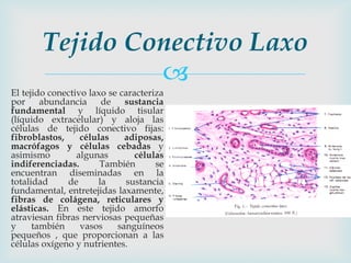 Tejido Conectivo Laxo
                 
El tejido conectivo laxo se caracteriza
por abundancia de sustancia
fundamental y líquido tisular
(líquido extracelular) y aloja las
células de tejido conectivo fijas:
fibroblastos,     células    adiposas,
macrófagos y células cebadas y
asimismo         algunas        células
indiferenciadas.       También       se
encuentran diseminadas en la
totalidad     de      la     sustancia
fundamental, entretejidas laxamente,
fibras de colágena, reticulares y
elásticas. En este tejido amorfo
atraviesan fibras nerviosas pequeñas
y     también     vasos    sanguíneos
pequeños , que proporcionan a las
células oxígeno y nutrientes.
 