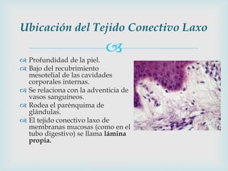 Ubicación del Tejido Conectivo Laxo
                           
 Profundidad de la piel.
 Bajo del recubrimiento
  mesotelial de las cavidades
  corporales internas.
 Se relaciona con la adventicia de
  vasos sanguíneos.
 Rodea el parénquima de
  glándulas.
 El tejido conectivo laxo de
  membranas mucosas (como en el
  tubo digestivo) se llama lámina
  propia.
 