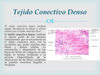 Tejido Conectivo Denso
                                        
El tejido conectivo denso contiene
mayor abundancia de fibras y menos
células que el tejido conectivo laxo.
El tejido conectivo denso contiene
la mayor parte de los mismos
componentes que se encuentran en
el tejido conectivo laxo, con la
excepción que posee muchas más
fibras y menos células. La
orientación y disposición de los
haces de fibras de colágena en este
tejido lo tornan resistente a la
tensión. Dependiendo de la
disposición de las fibras colágenas
se pueden encontrar Regular e
Irregular.
 