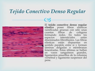 Tejido Conectivo Denso Regular
             
             El tejido conectivo denso regular
             elástico posee fibras elásticas
             ramificadas gruesas con sólo unas
             cuantas     fibras     de    colágena
             formando redes. En todos los
             espacios      intersticiales     están
             diseminados fibroblastos. Las fibras
             elásticas están dispuestas en
             sentido paralelo entre sí y forman
             láminas delgadas o membranas
             fenestradas. Estas últimas se hallan
             en vasos sanguíneos grandes,
             ligamentos amarillos de la columna
             vertebral y ligamento suspensor del
             pene.
 