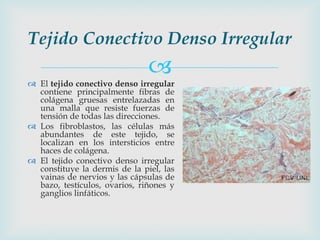 Tejido Conectivo Denso Irregular
                               
 El tejido conectivo denso irregular
  contiene principalmente fibras de
  colágena gruesas entrelazadas en
  una malla que resiste fuerzas de
  tensión de todas las direcciones.
 Los fibroblastos, las células más
  abundantes de este tejido, se
  localizan en los intersticios entre
  haces de colágena.
 El tejido conectivo denso irregular
  constituye la dermis de la piel, las
  vainas de nervios y las cápsulas de
  bazo, testículos, ovarios, riñones y
  ganglios linfáticos.
 