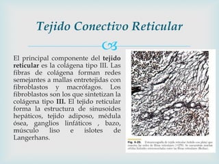 Tejido Conectivo Reticular
                               
El principal componente del tejido
reticular es la colágena tipo III. Las
fibras de colágena forman redes
semejantes a mallas entretejidas con
fibroblastos y macrófagos. Los
fibroblastos son los que sintetizan la
colágena tipo III. El tejido reticular
forma la estructura de sinusoides
hepáticos, tejido adiposo, médula
ósea, ganglios linfáticos , bazo,
músculo      liso   e    islotes    de
Langerhans.
 