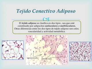 Tejido Conectivo Adiposo
                            
    El tejido adiposo se clasifica en dos tipos , sea que esté
   constituído por adipocitos uniloculares o multiloculares.
Otras diferencias entre los dos tipos de tejido adiposo son color,
              vascularidad y actividad metabólica.
 