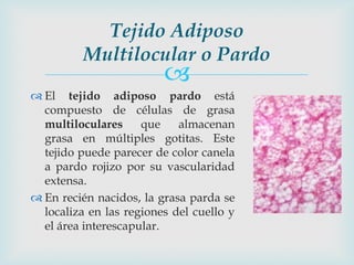 Tejido Adiposo
          Multilocular o Pardo
                         
 El tejido adiposo pardo está
  compuesto de células de grasa
  multiloculares     que    almacenan
  grasa en múltiples gotitas. Este
  tejido puede parecer de color canela
  a pardo rojizo por su vascularidad
  extensa.
 En recién nacidos, la grasa parda se
  localiza en las regiones del cuello y
  el área interescapular.
 