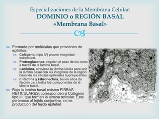 Especializaciones de la Membrana Celular:
                   DOMINIO o REGIÓN BASAL
                      «Membrana Basal»
                                           
 Formada por moléculas que provienen de
  epitelios:
     Colágeno, (tipo IV) provee integridad
      estructural.
     Proteoglucanos, regulan el paso de los iones
      a través de la lámina basal.
     Laminina, atraviesa la lámina lúcida para unir
      la lámina basal con las integrinas de la región
      basal de las células epiteliales suprayacentes.
     Entactina y Fibronectina, tienen sitios de
      fijación para todos los componentes de la
      lámina basal.
 Bajo la lamina basal existen FIBRAS
  RETICULARES, corresponden a Colágeno
  tipo III, que forman la lamina reticular. Esta
  pertenece al tejido conjuntivo, no es
  producción del tejido epitelial.
 