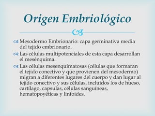 Origen Embriológico
            
 Mesodermo Embrionario: capa germinativa media
  del tejido embrionario.
 Las células multipotenciales de esta capa desarrollan
  el mesénquima.
 Las células mesenquimatosas (células que formaran
  el tejido conectivo y que provienen del mesodermo)
  migran a diferentes lugares del cuerpo y dan lugar al
  tejido conectivo y sus células, incluidos los de hueso,
  cartílago, capsulas, células sanguíneas,
  hematopoyéticas y linfoides.
 