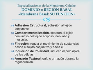 Especializaciones de la Membrana Celular:
      DOMINIO o REGIÓN BASAL
     «Membrana Basal: SU FUNCION»
                      
 Adhesión Estructural, adhesión al tejido
  conjuntivo.
 Compartimentalización, separan al tejido
  conjuntivo del tejido adiposo, nervioso y
  muscular.
 Filtración, regula el movimiento de sustancias
  desde el tejido conjuntivo y hacia él.
 Inducción de Polaridad, inducen el polo apical
  de las células.
 Armazón Textural, guía o armazón durante la
  regeneración.
 