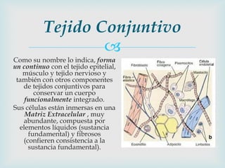 Tejido Conjuntivo
                  
Como su nombre lo indica, forma
un continuo con el tejido epitelial,
   músculo y tejido nervioso y
 también con otros componentes
   de tejidos conjuntivos para
       conservar un cuerpo
    funcionalmente integrado.
Sus células están inmersas en una
    Matriz Extracelular , muy
   abundante, compuesta por
  elementos líquidos (sustancia
     fundamental) y fibrosos
   (confieren consistencia a la
     sustancia fundamental).
 