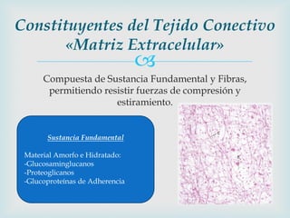 Constituyentes del Tejido Conectivo
       «Matriz Extracelular»
                                 
      Compuesta de Sustancia Fundamental y Fibras,
       permitiendo resistir fuerzas de compresión y
                      estiramiento.


       Sustancia Fundamental

 Material Amorfo e Hidratado:
 -Glucosaminglucanos
 -Proteoglicanos
 -Glucoproteínas de Adherencia
 