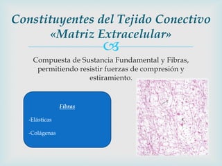 Constituyentes del Tejido Conectivo
       «Matriz Extracelular»
                         
    Compuesta de Sustancia Fundamental y Fibras,
     permitiendo resistir fuerzas de compresión y
                    estiramiento.


                Fibras

   -Elásticas

   -Colágenas
 