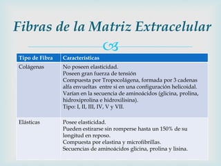 Fibras de la Matriz Extracelular
                                  
Tipo de Fibra   Características
Colágenas       No poseen elasticidad.
                Poseen gran fuerza de tensión
                Compuesta por Tropocolágena, formada por 3 cadenas
                alfa envueltas entre si en una configuración helicoidal.
                Varían en la secuencia de aminoácidos (glicina, prolina,
                hidroxiprolina e hidroxilisina).
                Tipo: I, II, III, IV, V y VII.

Elásticas       Posee elasticidad.
                Pueden estirarse sin romperse hasta un 150% de su
                longitud en reposo.
                Compuesta por elastina y microfibrillas.
                Secuencias de aminoácidos glicina, prolina y lisina.
 
