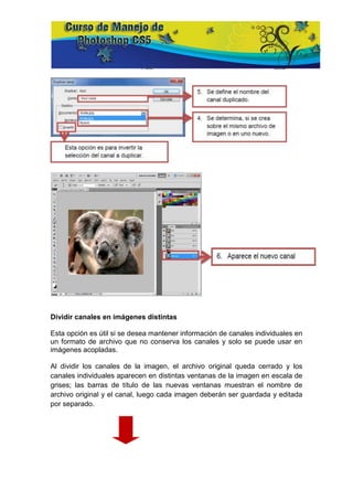 Dividir canales en imágenes distintas

Esta opción es útil si se desea mantener información de canales individuales en
un formato de archivo que no conserva los canales y solo se puede usar en
imágenes acopladas.

Al dividir los canales de la imagen, el archivo original queda cerrado y los
canales individuales aparecen en distintas ventanas de la imagen en escala de
grises; las barras de título de las nuevas ventanas muestran el nombre de
archivo original y el canal, luego cada imagen deberán ser guardada y editada
por separado.
 