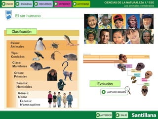 CIENCIAS DE LA NATURALEZA 1.º ESO Los animales vertebrados El ser humano Clasificación Evolución INICIO ESQUEMA RECURSOS INTERNET ACTIVIDAD AMPLIAR IMAGEN SALIR ANTERIOR 