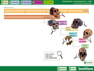 CIENCIAS DE LA NATURALEZA 1.º ESO Los animales vertebrados LAS LUPAS  AMPLÍAN  LAS IMÁGENES INICIO ESQUEMA RECURSOS INTERNET ACTIVIDAD VOLVER SALIR ANTERIOR 