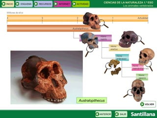CIENCIAS DE LA NATURALEZA 1.º ESO Los animales vertebrados Australopithecus INICIO ESQUEMA RECURSOS INTERNET ACTIVIDAD VOLVER SALIR ANTERIOR 