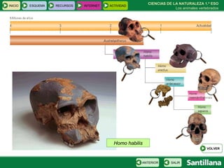 CIENCIAS DE LA NATURALEZA 1.º ESO Los animales vertebrados Homo habilis INICIO ESQUEMA RECURSOS INTERNET ACTIVIDAD VOLVER SALIR ANTERIOR 