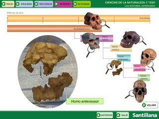 CIENCIAS DE LA NATURALEZA 1.º ESO Los animales vertebrados Homo antecessor INICIO ESQUEMA RECURSOS INTERNET ACTIVIDAD VOLVER SALIR ANTERIOR 